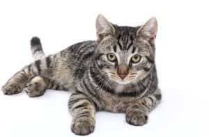 Tigerstribet kat ligger henslængt og kigger direkte på dig