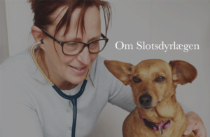 Slotsdyrlægen og hendes egen hun Singha