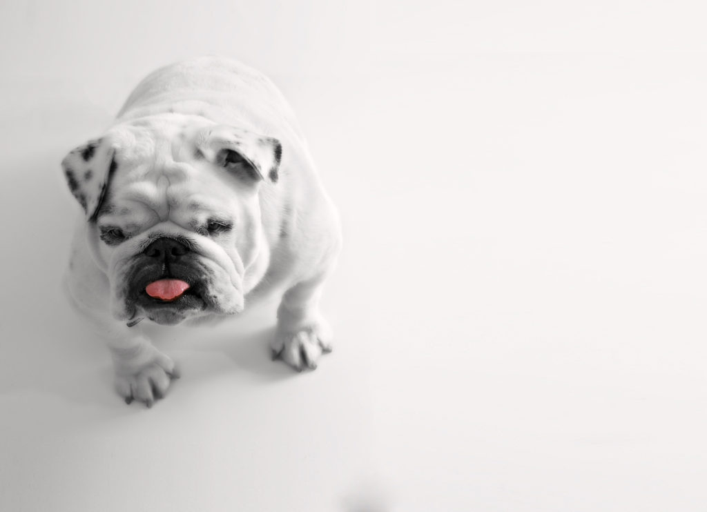 Hvid bulldog med tungen hængende ud af munden