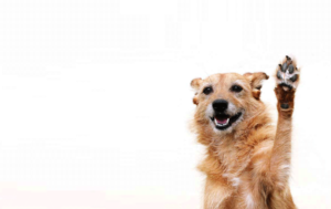 Skøn hun byder velkommen ved at løfte sin ene pote som ville den give highfive