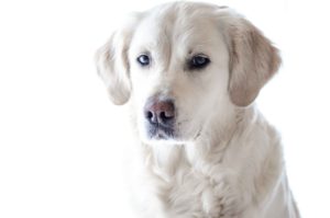 Skøn lys labrador, der sidder roligt og venter