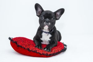 En skøn lille bulldog hvalp der ligger opmærksomt på en rød pude