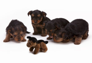 Fire dejlige hundehvalpe kigger nysgerrigt på en bamse-hundehvalp der ligner dem