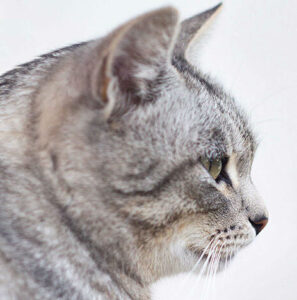 Slotsdyrlægen er mobil dyrlæge i Hillerød og Nordsjælland